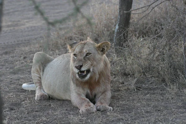 Leone selvatico mammifero pericoloso Africa savana Kenya — Foto Stock