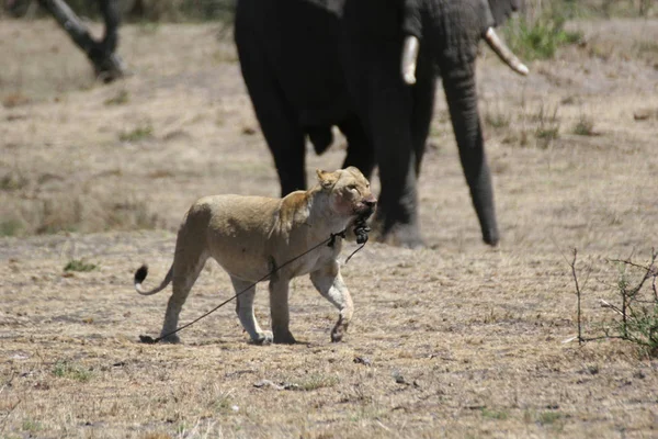 Leão selvagem perigoso mamífero áfrica savana Quênia — Fotografia de Stock