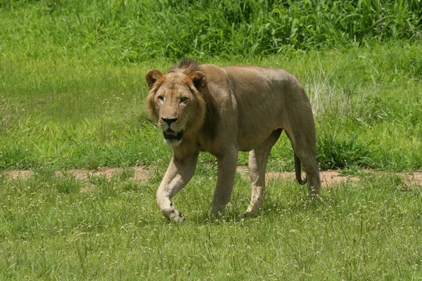 Leeuw wild gevaarlijk zoogdier africa savannah Kenia — Stockfoto