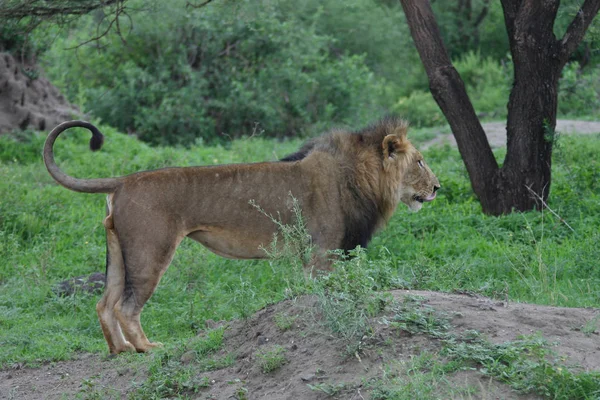 Leeuw wild gevaarlijk zoogdier africa savannah Kenia — Stockfoto