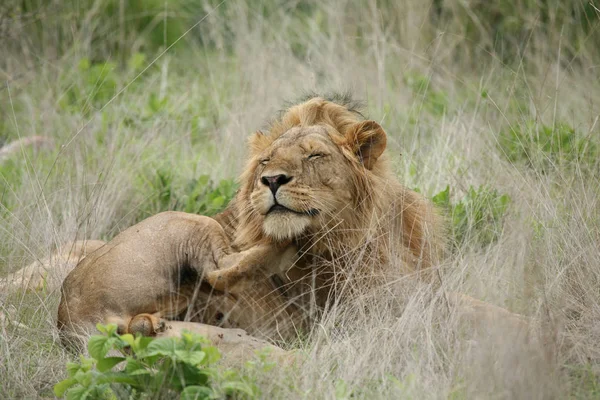 Leão selvagem perigoso mamífero áfrica savana Quênia — Fotografia de Stock