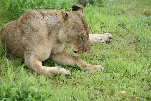 León salvaje peligroso mamífero África sabana Kenia — Foto de Stock