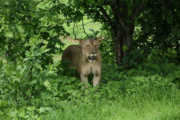 Aslan vahşi, tehlikeli memeli Afrika Savannah Kenya — Stok fotoğraf