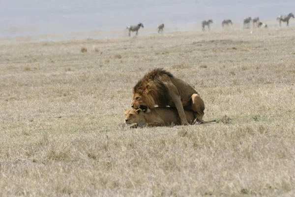 Lev divoký nebezpečný savec africká savana keňa — Stock fotografie
