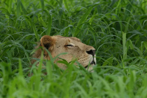 Лев - дикий ссавець африканська савана Кенія Стокова Картинка