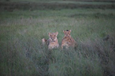 Aslan yabani memeli Afrika 