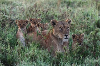 Aslan yabani memeli Afrika 