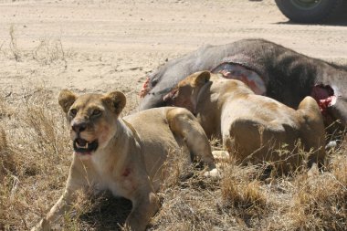 Aslan yabani memeli Afrika 