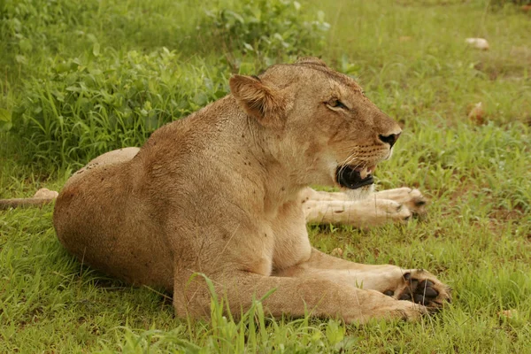 Lew dziki ssak Afryki — Zdjęcie stockowe