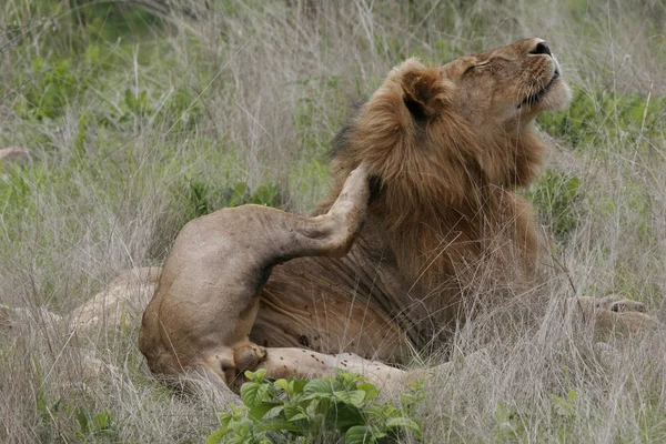 Λιοντάρι άγριο θηλαστικό Αφρική — Φωτογραφία Αρχείου