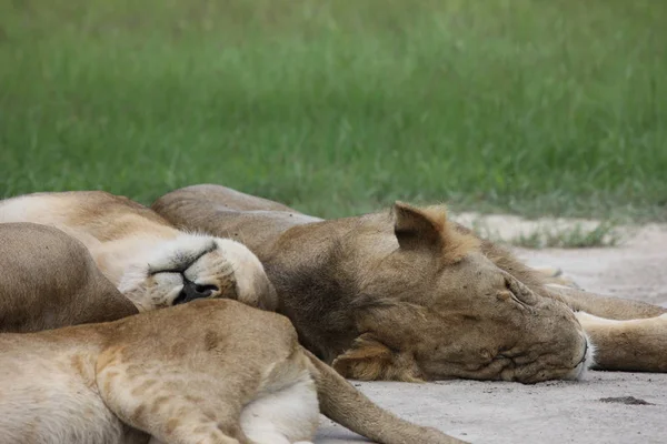 Lion mammifère sauvage afrique — Photo