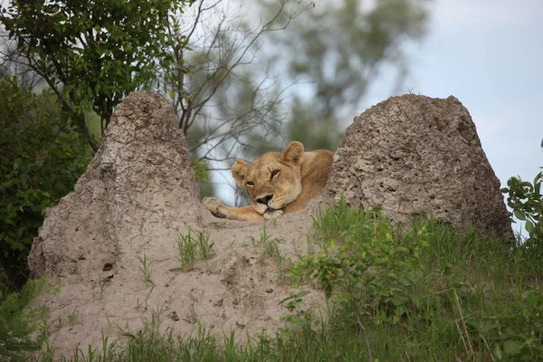 Löwe wildes Säugetier Afrika — Stockfoto