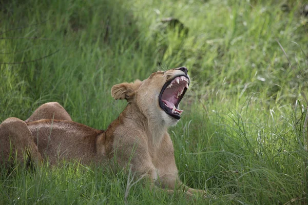 Aslan yabani memeli Afrika — Stok fotoğraf