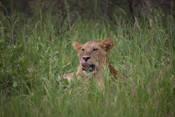 Leeuw wilde zoogdieren Afrika — Stockfoto