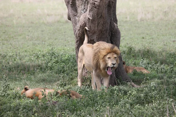 Leone selvatico mammifero africa — Foto Stock