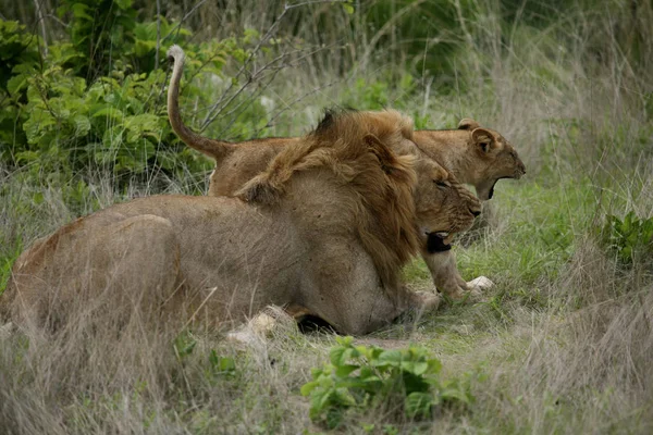 Leão selvagem mamífero áfrica — Fotografia de Stock