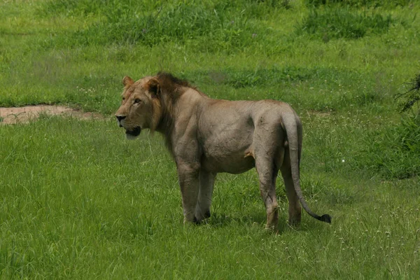 Африканское млекопитающее — стоковое фото