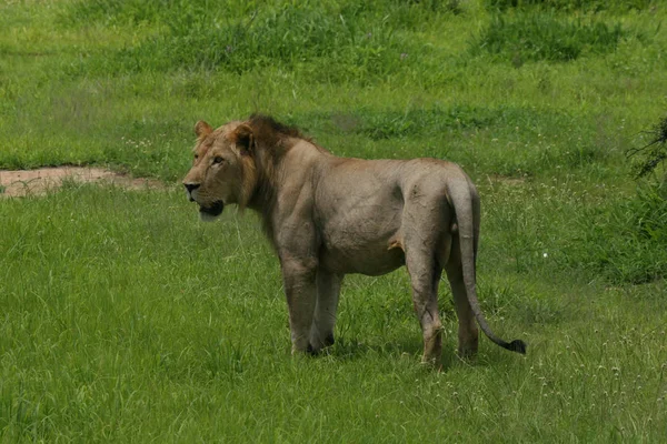 Lion wild mammal africa — Stock Photo, Image