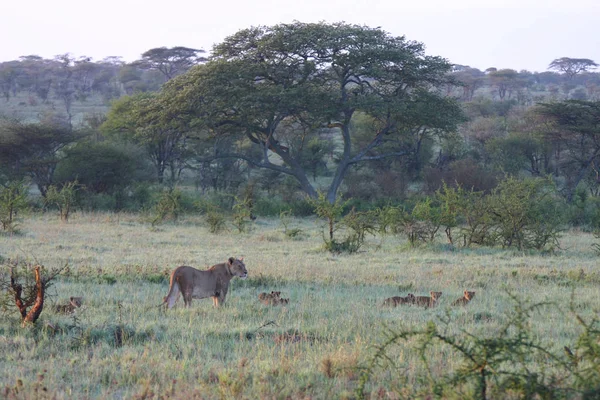 Leeuw wilde zoogdieren Afrika — Stockfoto