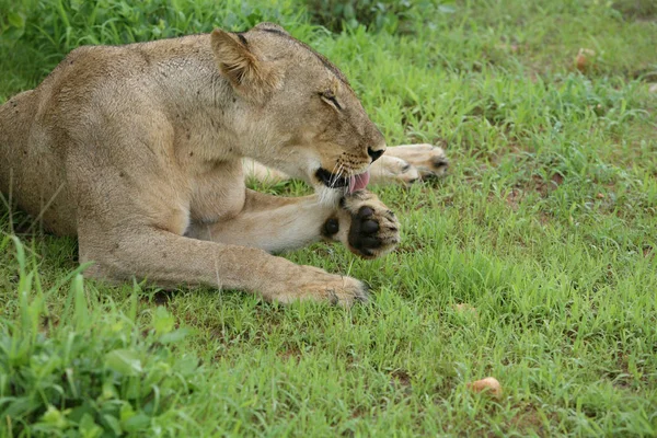 Leão selvagem mamífero áfrica — Fotografia de Stock
