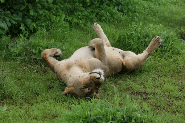 Aslan yabani memeli Afrika — Stok fotoğraf