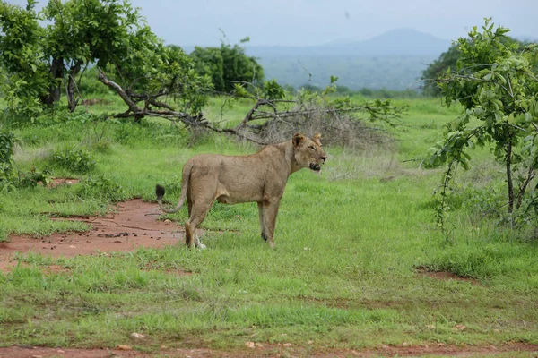 Leeuw wilde zoogdieren Afrika — Stockfoto