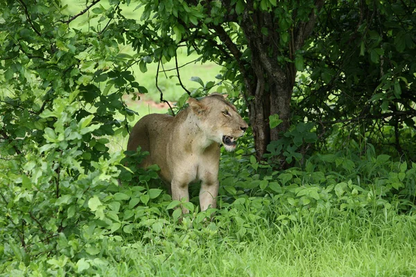 ライオン野生哺乳動物アフリカ — ストック写真