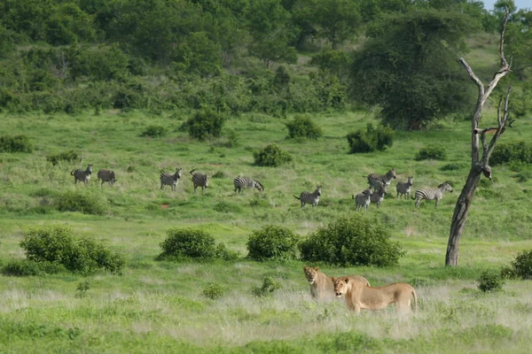 Leeuw wilde zoogdieren Afrika — Stockfoto