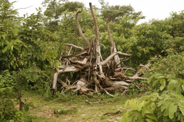 Afrika savana yaz pictrures vahşi safari Tanzanya Ruanda Botsvana Kenya