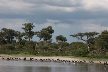 Afrika savana yaz pictrures vahşi safari Tanzanya Ruanda Botsvana Kenya