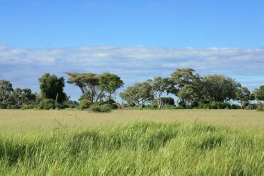 Afrika savana yaz pictrures vahşi safari Tanzanya Ruanda Botsvana Kenya