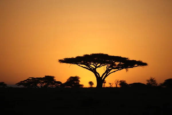 Afrika savana yaz pictrures vahşi safari Tanzanya Ruanda Botsvana Kenya
