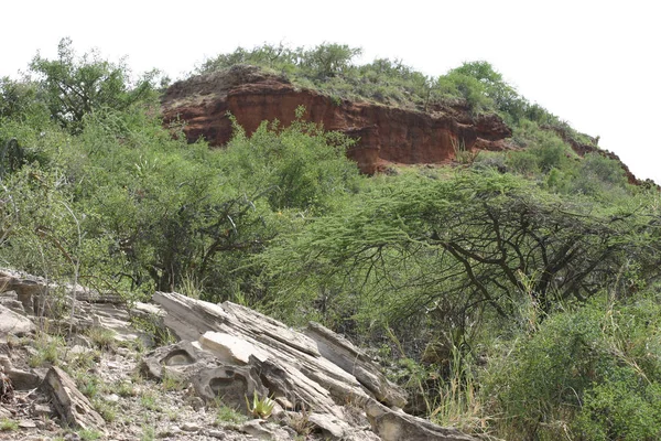 Sabana africana verano pictrures safari salvaje Tanzania Ruanda Botswana Kenia — Foto de Stock