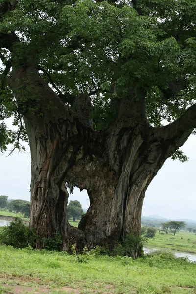 Sabana africana verano pictrures safari salvaje Tanzania Ruanda Botswana Kenia —  Fotos de Stock