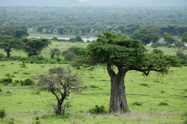 African savannah summer pictrures wild safari Tanzania Rwanda Botswana Kenya