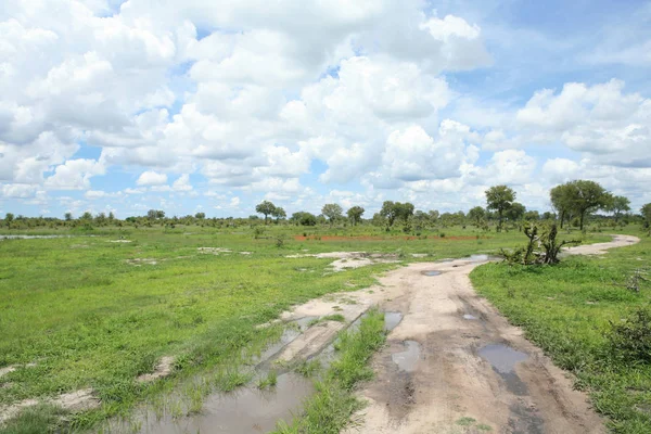 Afrika savana yaz pictrures vahşi safari Tanzanya Ruanda Botsvana Kenya