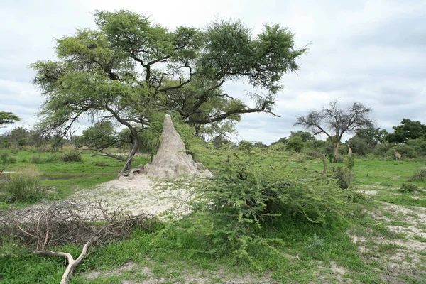 Afrikaanse savanne zomer pictrures wild safari Tanzania Rwanda Botswana Kenia — Stockfoto