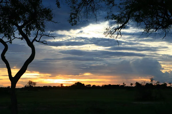 Africké savany letní pictrures divoké safari Keňa Tanzanie Botswana Rwanda — Stock fotografie