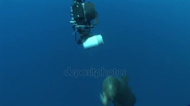 Pasifik Okyanusu deniz aslanları dalış sualtı Video Galapagos Adaları