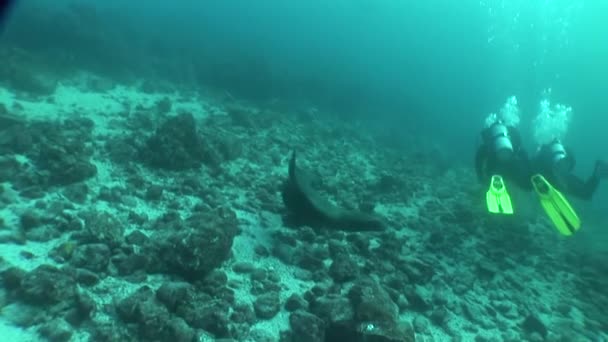 Zeeleeuwen duiken Onderwater Video Galapagos eilanden Grote Oceaan — Stockvideo