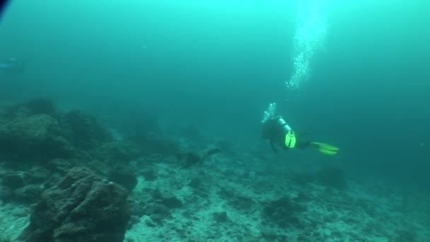 Zeeleeuwen duiken Onderwater Video Galapagos eilanden Grote Oceaan — Stockvideo