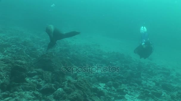 Zeeleeuwen duiken Onderwater Video Galapagos eilanden Grote Oceaan — Stockvideo