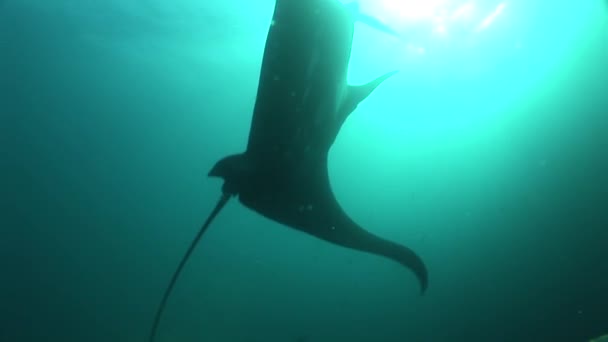 Manta Rochen Tauchen Unterwasser Video Galapagos Inseln Pazifik Ozean — Stockvideo