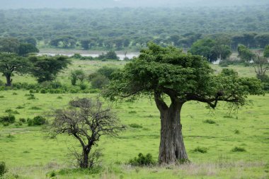Afrika savana yaz pictrures vahşi safari Tanzanya Ruanda Botsvana Kenya