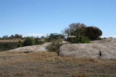 Afrika savana yaz pictrures vahşi safari Tanzanya Ruanda Botsvana Kenya