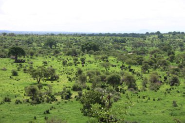 Afrika savana yaz pictrures vahşi safari Tanzanya Ruanda Botsvana Kenya