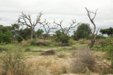 Afrika savana yaz pictrures vahşi safari Tanzanya Ruanda Botsvana Kenya