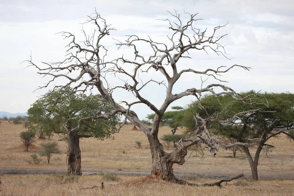 Afrikaanse savanne zomer pictrures wild safari Tanzania Rwanda Botswana Kenia — Stockfoto