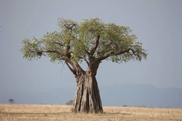 Afrykańskiej sawanny lato pictrures dzikie safari Tanzania Rwanda Botswana Kenii — Zdjęcie stockowe