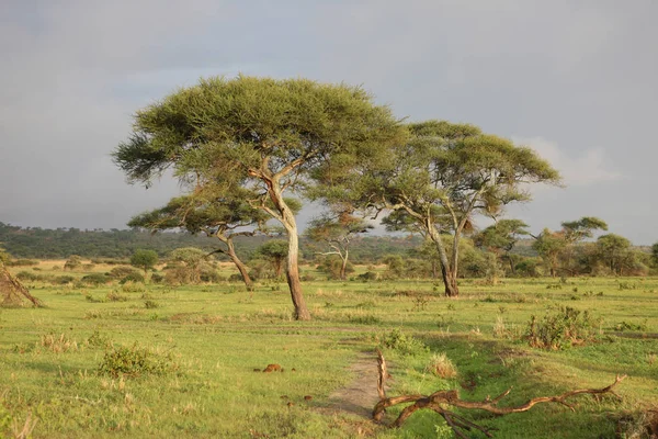 非洲大草原夏季 pictrures 野生动物园坦桑尼亚卢旺达博茨瓦纳肯尼亚 — 图库照片